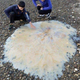 Illustration for article titled An unknown species of giant jellyfish has washed ashore in Tasmania
